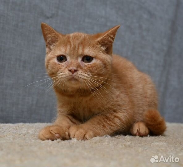 Рыжий британский котенок, мальчик