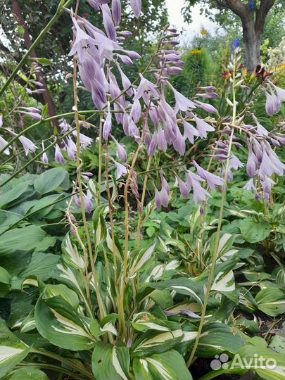 Цветы многолетники