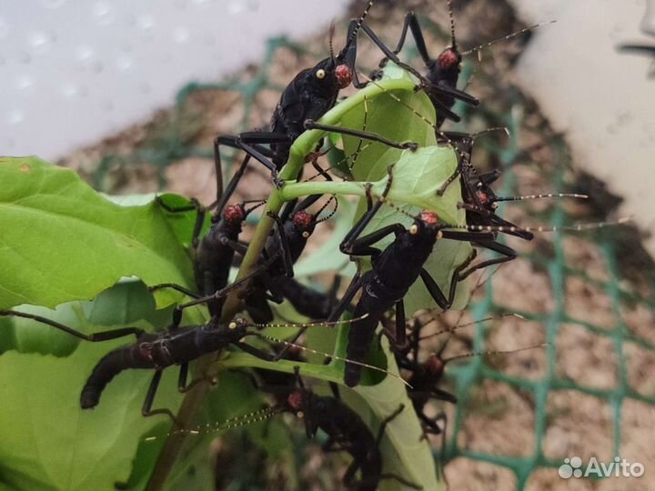 Перуанский палочник