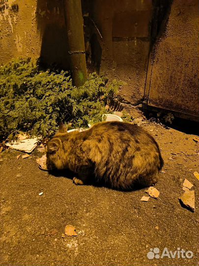 Кошечка в добрые руки