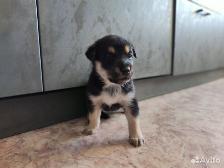 Щенок в добрые руки бесплатно