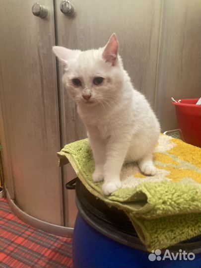 Котенок девочка 4 месяца