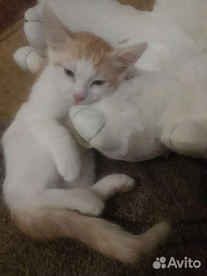 Кошка в дар бесплатно