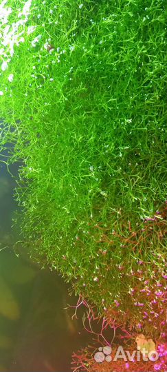 Плавающий мох Риччия, эхинодориус детки