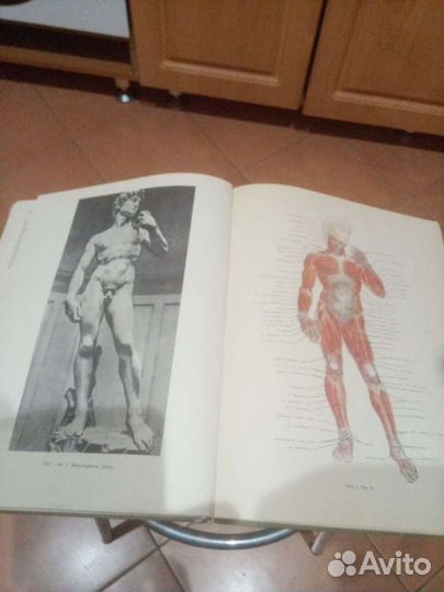 Книга пластическая анатомия и изображение человека