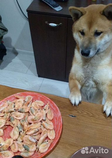 Вязка сиба ину