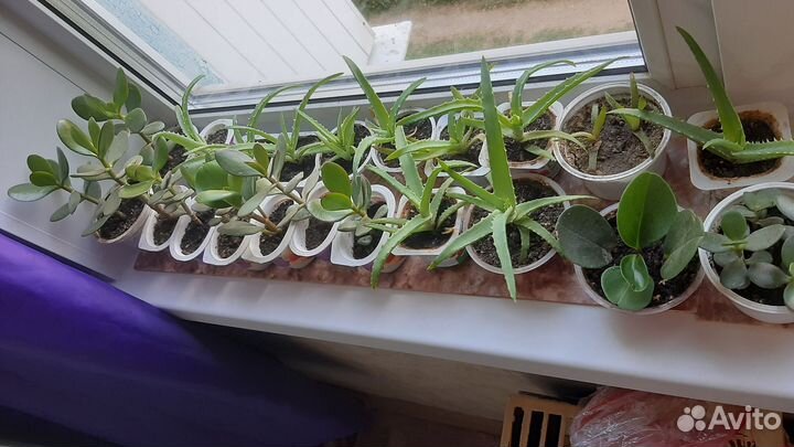 Комнатные растения цветы