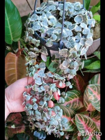 Церопегия вуда вариегатная