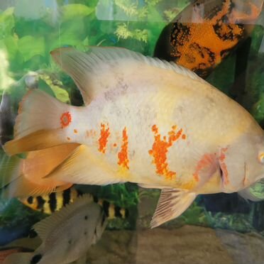 Астронотус