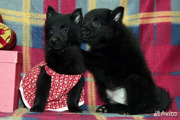 Схипперке (Шипперке) овчарка для города