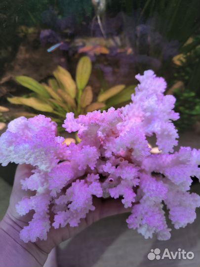 Морские кораллы