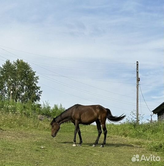 Продам семью лошадей