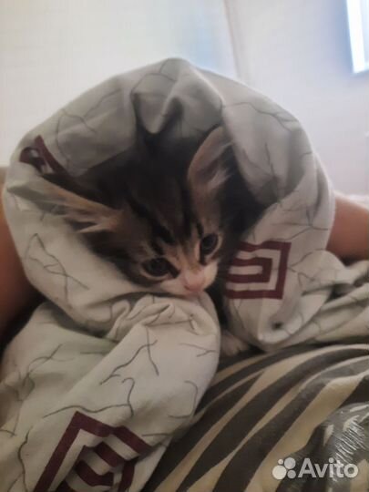 Котенок в дар бесплатно