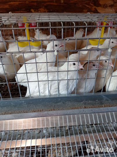 Яйца перепелиные домашние