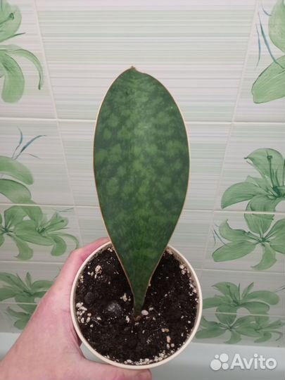 Сансевиерии