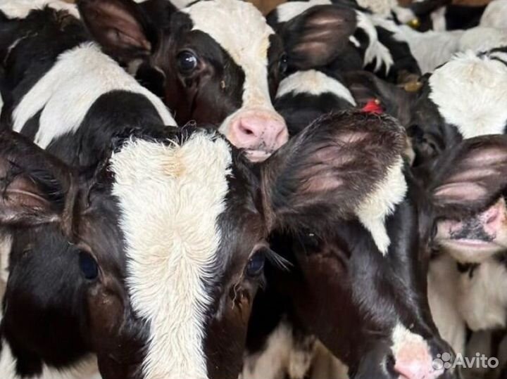 Телята бычки