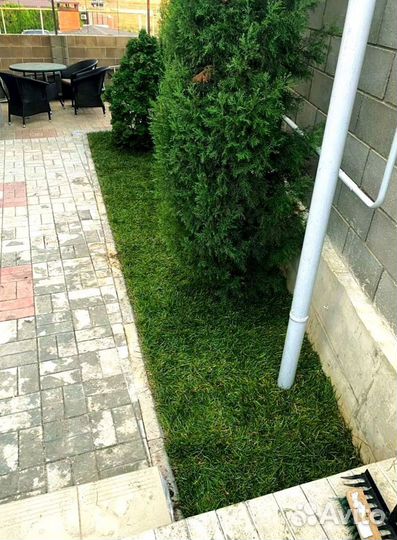 Рулонный газон 