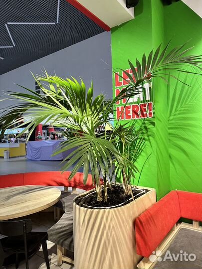 Уход полив за растениями,озеленитель,фитодизайн