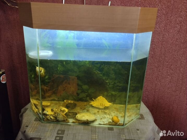 Отдам аквариум большой с подсветкой с грунтом