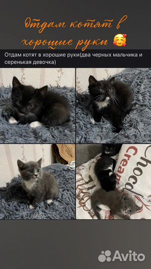 Домашние животные котята