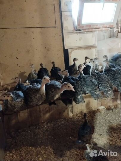 Индюшата подрощенные Северо-Кавказская бронзовая