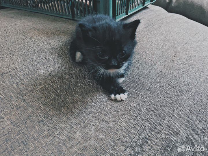 Вислоухие котята
