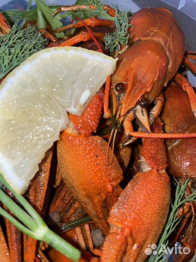 Живые сибирские раки круглый год