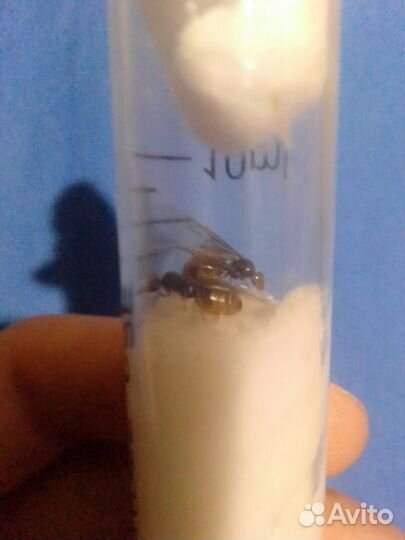 Матки муравьёв