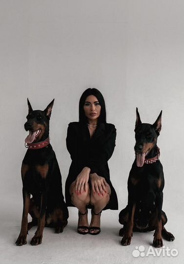 Доберман для фотосессии