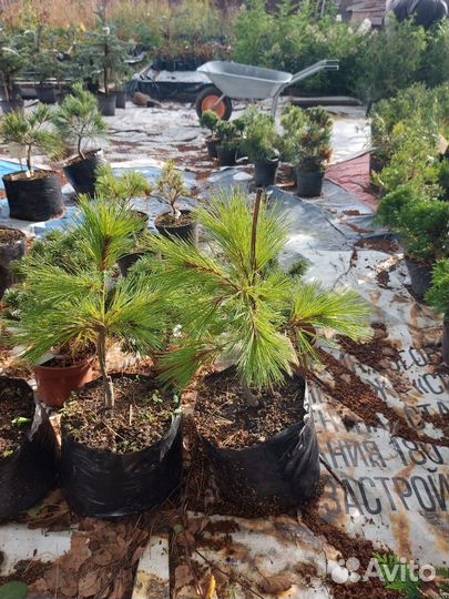 Сосна Веймутова Луи(Louie) С4 30-40см