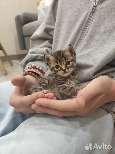 Котята в добрые руки 1 месяц