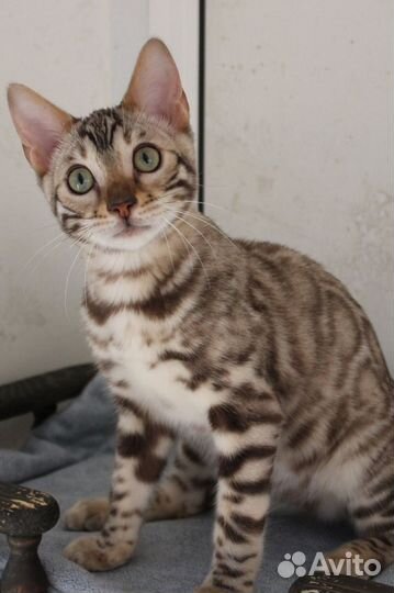 Бенгальский котенок