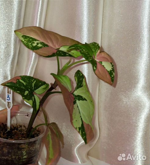 Сингониумы сортовые