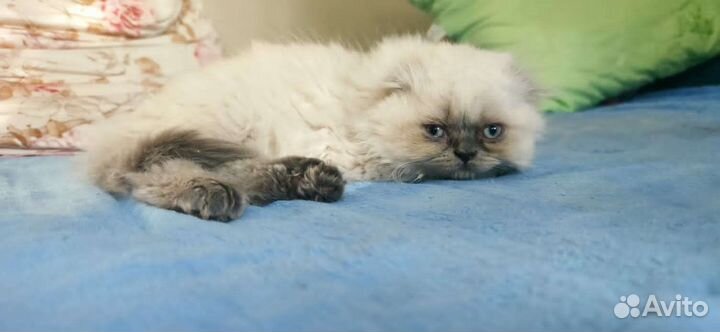 Котята шотландцы вислоухие