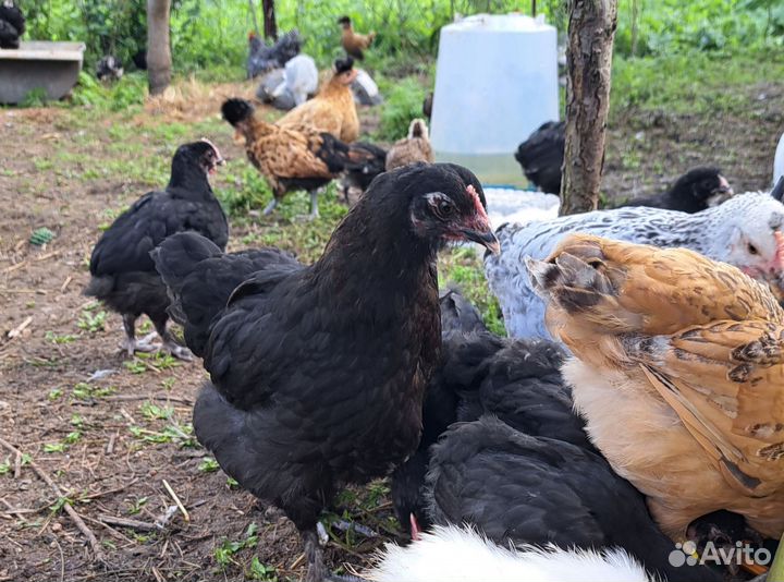 Куры молодки