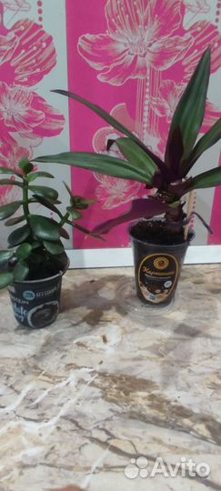 Пеларгонии,Традесканция Рео,толстянка