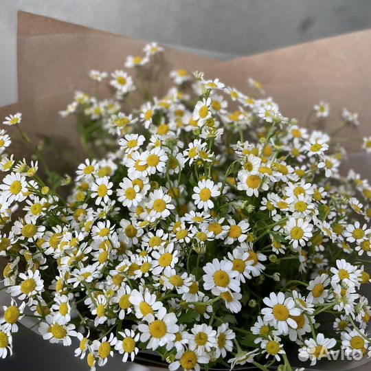 Ромашки танацетум