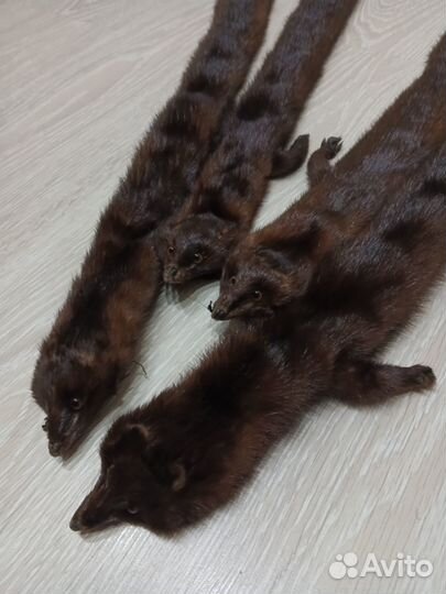 Продам шкурки норки