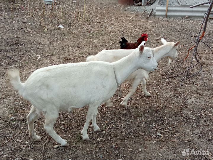 Коза дойная