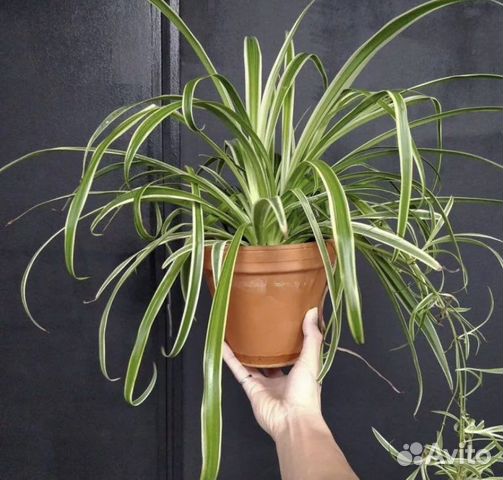 Хлорофитум