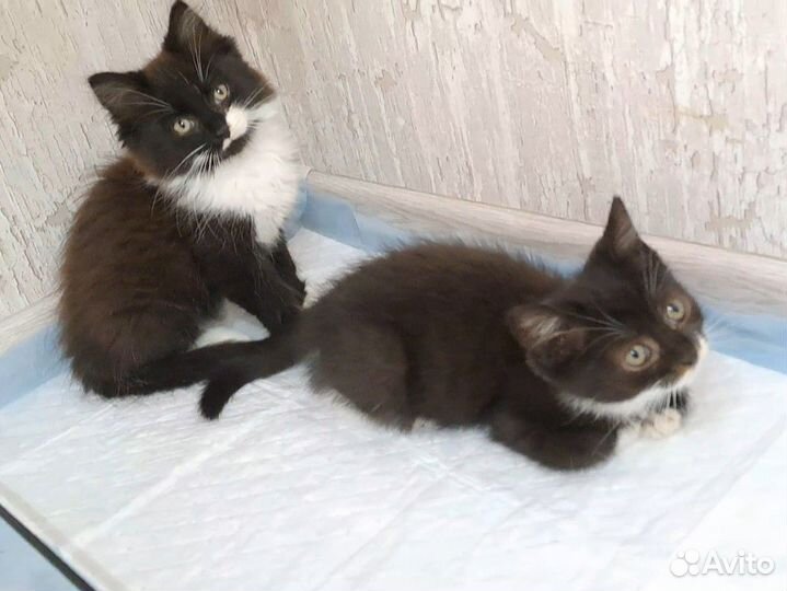 Котенок в добрые руки