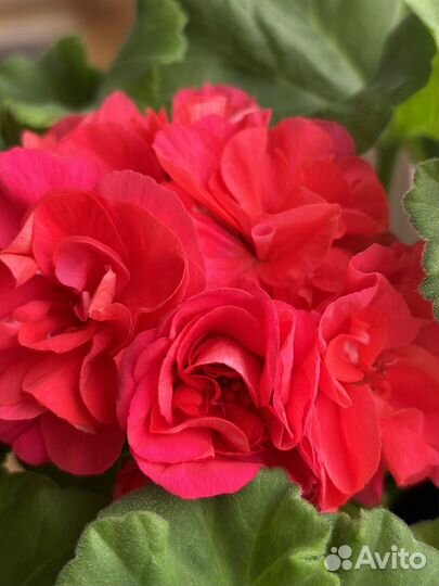 Сортовая пеларгония герань та Подарок Амура