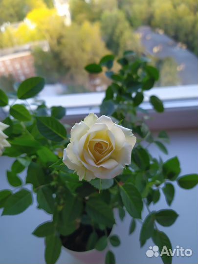 Роза комнатная