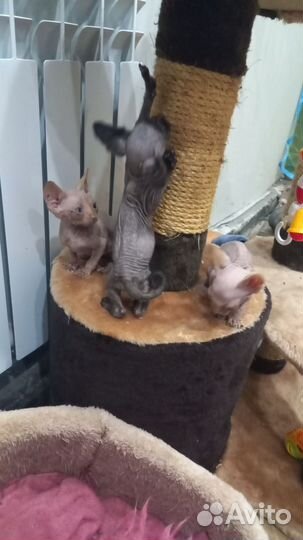 Канадский сфинкс котенок