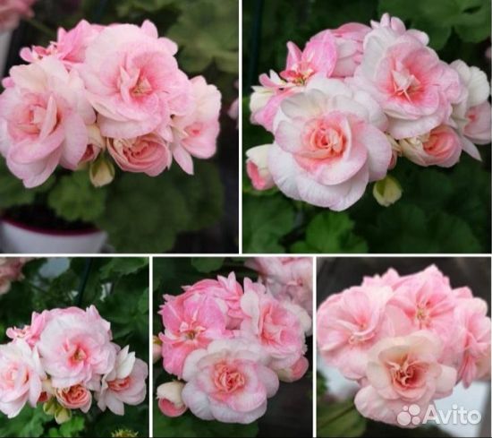 Красивоцветущие комнатные растения