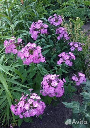 Флоксы сортовые