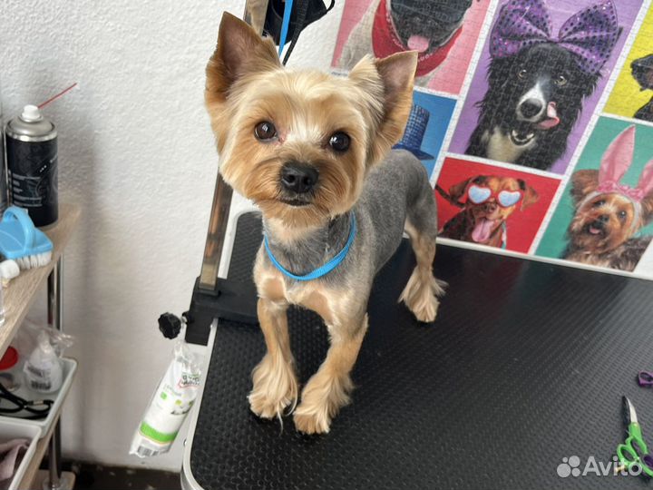 Грумер стрижка собак