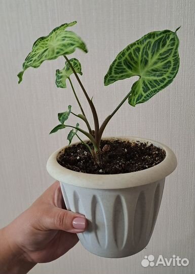 Сингониум голден венейшн