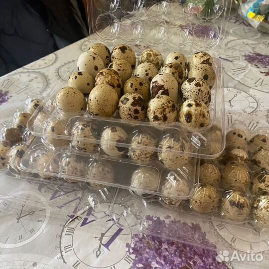 Яйца перепелиные
