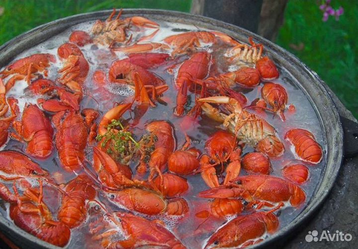 Живые раки